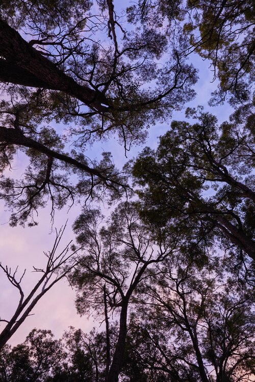 Dwellingup camping, WA